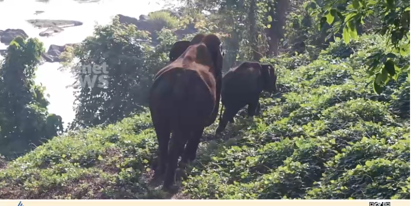 അതിരപ്പിള്ളി വനമേഖലയിൽ  തുമ്പിക്കൈയില്ലാതെ ആനക്കുട്ടി, അതിജീവനത്തിന്റെ  കരുതലിന്റെ  ആനക്കഥ.